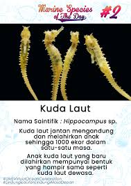 Hypertheria pil kuda bole meningkatkan suhu badan ke tahap yang berlebihan. Akuarium Muzium Marin Ums Posts Facebook