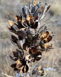 One spectacular feature of yuccas is the large cluster of flowers they produce. Pin On Deconstructed Ikebana