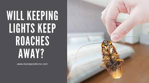 Here's some helpful tips to minimize the likelihood of cockroaches making their way into. Will Keeping Lights On Keep Roaches Away Home Pest Doctor