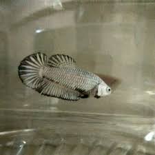 Bettas can breathe from their labyrinth organ which enables the. Black Dragon Female Betta Take A Look At The Finnage For Sale Pm Pls Pet Supplies On Carousell