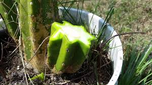 This cactus has not been getting enough water to drink because it was root. Basic How To Cactus Cuttings Youtube