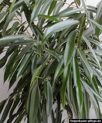 Diese üppige künstliche pflanze hat lange kaskadierende zweige, die mit attraktiven gemusterten blättern bedeckt sind. Ficus Binnendijkii Langblattrige Feige