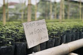 Govpaynet (registry# 160830098) is a business registered with oregon state, secretary of state, corporation division. Pt Rimba Sentosa Persada Lightwood