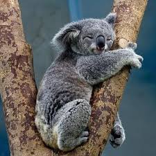 Toute l'actualité sur le sujet tribunes. Les Animaux Les Plus Lents Du Monde Liste Avec Photos Top 10