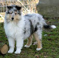 Blue Merle Rough Collie Pup Sheltie Dogs Shetland Sheepdog Puppies Rough Collie