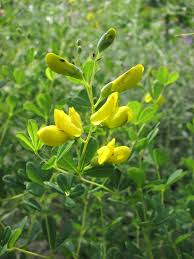 From yellow perennials to yellow annuals, check out our top picks for yellow flowering plants. Baptisia Tinctoria Small Yellow Wild Indigo Prairie Moon Nursery