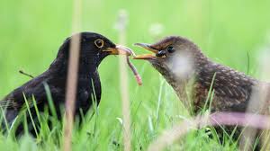 People with the name drossel: Drossel Oder Amsel Vogelarten Online Bestimmen Tiere