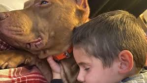 Fundraiser for Aimee Bellerive by Iesha Godbout : Life Saving Surgery for  Hulk