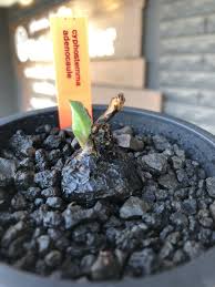 Image result for Cyphostemma adenocaule