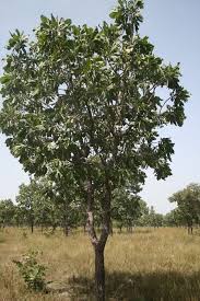 Image result for Terminalia macroptera