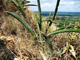 Image result for Sansevieria hallii