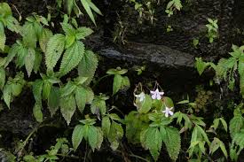 Image result for Lecanthus peduncularis