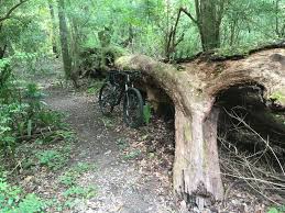 Dirt bike trails in louisiana. Acadiana Park Mountain Bike Trails Mountain Bike Trail Lafayette Louisiana