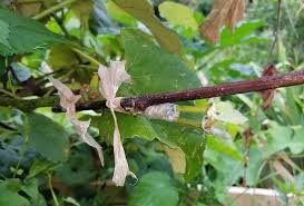 Image result for graft grape vines