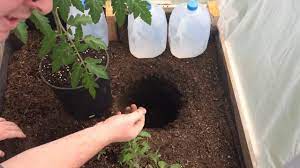 Stakes are another way to help plants stand tall and help tomatoes successfully grow. How To Plant Tomatoes In Raised Bed Youtube
