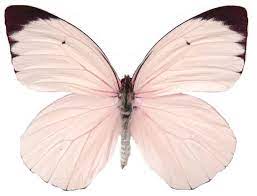 Mariposa White Butterfly Butterfly Art Beautiful Butterflies