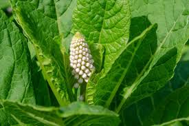 Image result for Phytolaccaceae