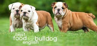 English bulldog puppies grow rapidly, so you need to carefully monitor when to adjust their feeding schedule. What Is The Best Dog Food For English Bulldogs Daily Dog Stuff