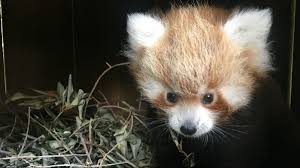 Desde 1884, o jardim zoológico assume a missão de desenvolver e promover um parque zoológico e botânico de excelência, um centro de conservação de espécies vulneráveis e ameaçadas pela. Alerta Fofura Conheca As Crias Do Jardim Zoologico