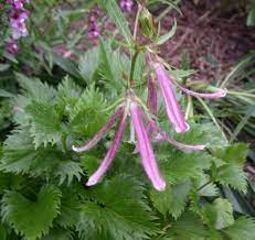 Bellflower Campanula Pink Octopus Campanula Pink Octopus Height 10 Light Full Sun To Part Shade Flower Part Shade Flowers Shade Flowers Plants