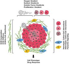 How cells and tissues grow. Frontiers Three Dimensional In Vitro Cell Culture Models In Drug Discovery And Drug Repositioning Pharmacology