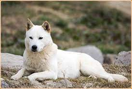 Korean Jindo Dog Puppies Price Facts Breed Information Animals Adda