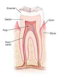 Anatomy And Development Of The Mouth And Teeth