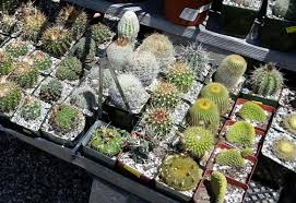 A layer of fine grit over the compost gives an attractive, yet, dry surface for the cacti in the pot. Good Places To Get Cactus Page 15 Cactiguide Com