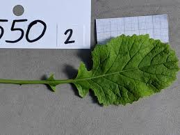 Image result for Brassica rapa