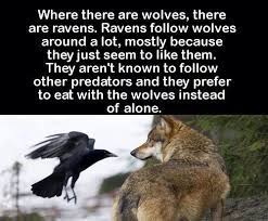 Wolves And Ravens Facts About Wolves Fun Facts Animal Facts