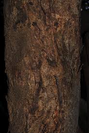 Image result for Albizia petersiana