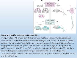 0.1 pbs 2b 2 2 1.0 : Einleitung In Das Nervensystem Dr Ildik Bdi 10