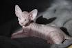 6 Strange Breeds of Hairless Cats | Featured Creature