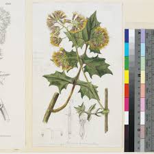 Image result for Solanecio