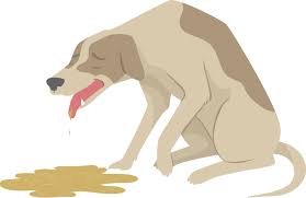 That yellow stuff is actually your dog vomiting bile. Why Is My Dog Vomiting Brown Liquid Petsoid