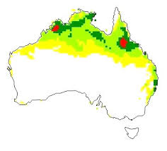 Image result for Striga hallaei