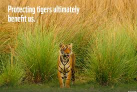 Due to these reasons, there is an international day declared to spread awareness of tiger conservation. Happy Global Tiger Day Dot Asia