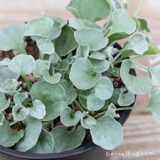 Image result for Dichondra