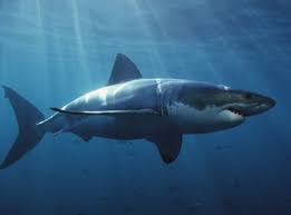 Taking care of themselves, the newborn pups will immediately swim off into the ocean. Great White Shark Reproduction And Conservation Howstuffworks