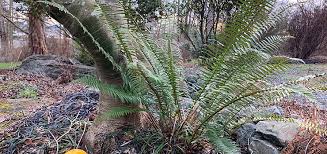 Ferns develop fronds and these fronds are not really branches, but extensions of the growing center or meristem that radiate 360 degrees, not unlike with palms, cycads and many other tropical plants.the. Sword Fern Care Tips So Fern Care Is Easier Garden Mentors
