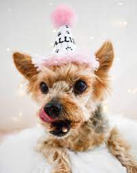 Pink Dog Birthday Party Hat Dog Birthday Hat Dog Party Hat Dog Birthday
