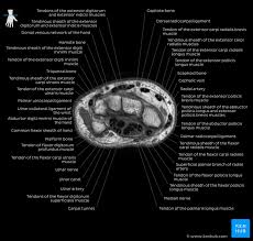 It arises from the base of the fifth. Radiological Anatomy X Ray Ct Mri Kenhub