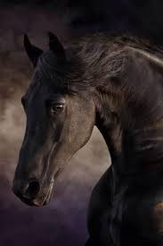 Beautiful Black And Brown Horse Pin On Story Inspirations