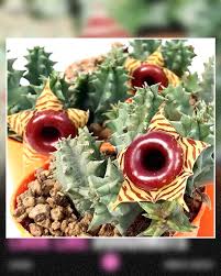 Image result for Huernia zebrina