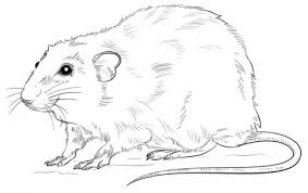 Realistic Rat Coloring Page Free Printable Coloring Pages Drawings Coloring Pages Drawing Tutorial