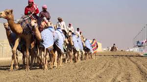 2020 top things to do in doha. Qatar Al Shahaniya Courses De Dromadaires Sortie Des Dromadaires Qatar Al Shahaniya Camel Race Youtube