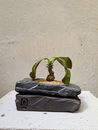 Image result for Monadenium pseudoracemosum