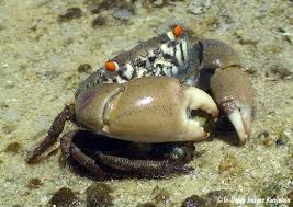 Image result for Sebaea junodii