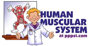 Almost every muscle constitutes one part of a pair of identical bilateral. Free Powerpoint Presentations About Human Muscular System For Kids Teachers K 12