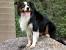 Lilac Border Collie Colors